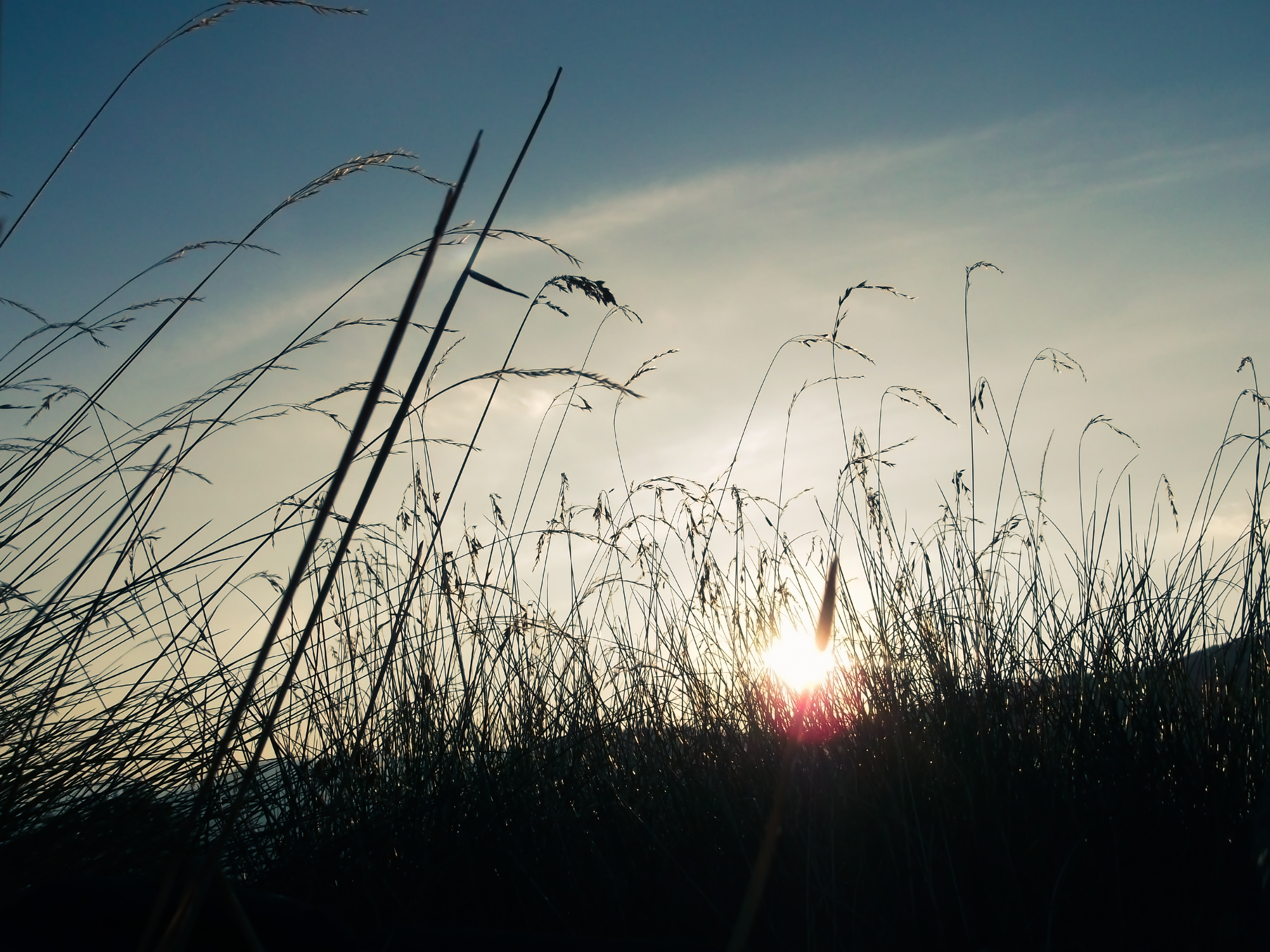 Soleil à travers les herbes - Instant suspendu